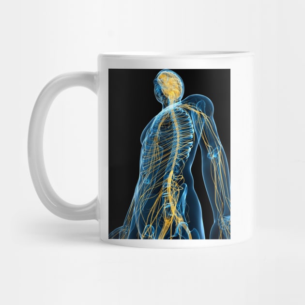 Human nervous system, artwork (F004/1384) by SciencePhoto